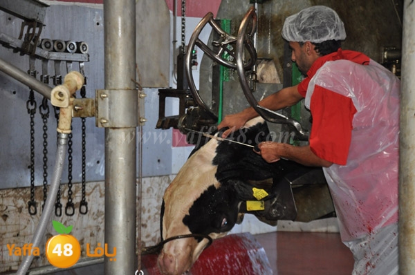 Jam3iya la7m3n (17).JPG